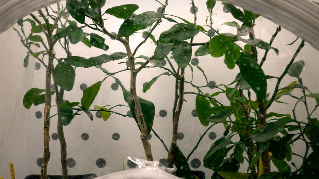 Infected citrus plant