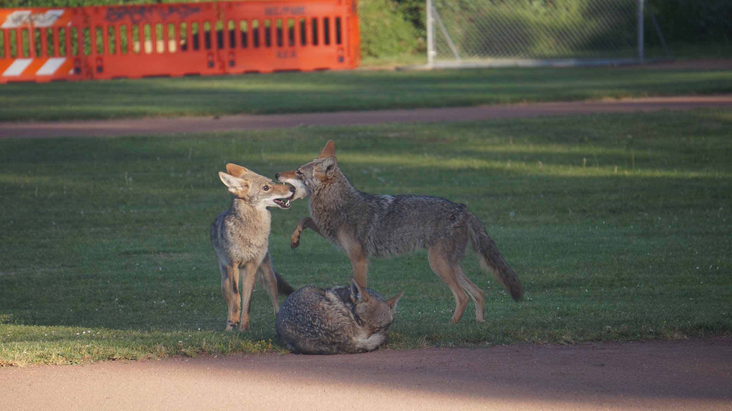 One coyote curls up and rests while two other play behind it at a green-lawned park with a bright orange fence in the background