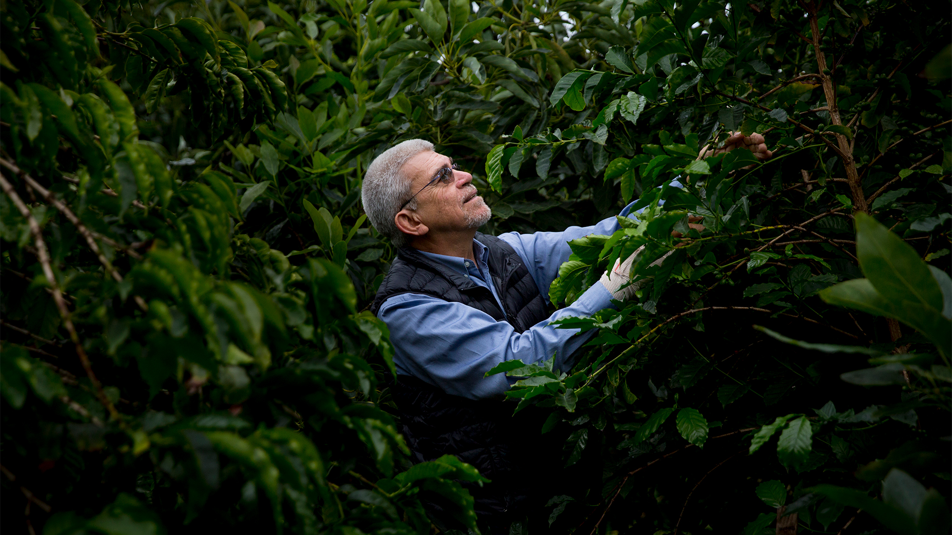 Professor emeritus Juan Medrano is surrounded by the lush greenery of coffee trees and faces right, searching through one of them.