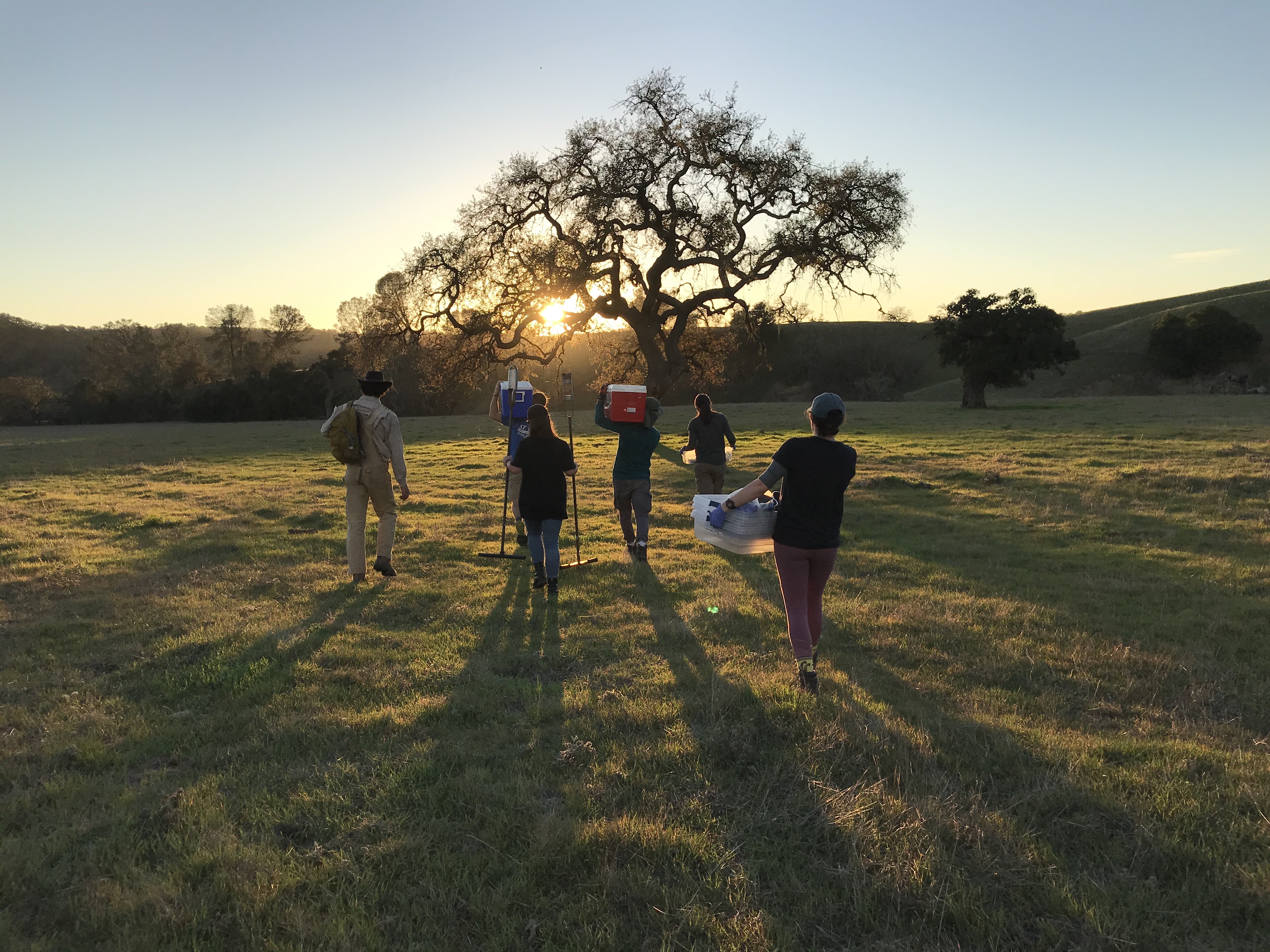 Scientists walk into field with oak tree in distance 