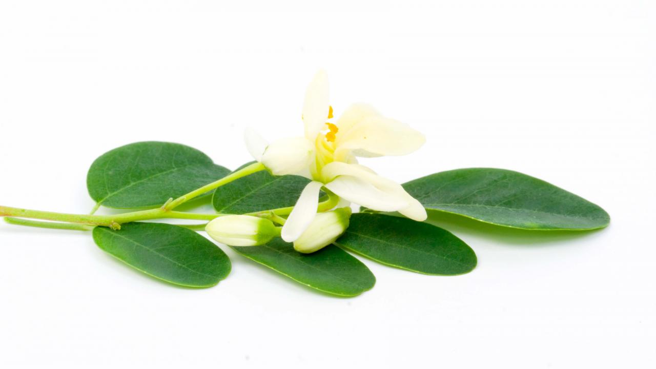 Moringa leaves and flower