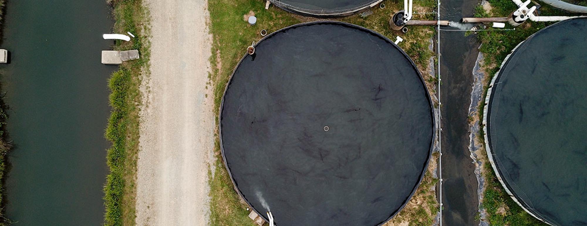 aerial of sturgeon swimming in tank