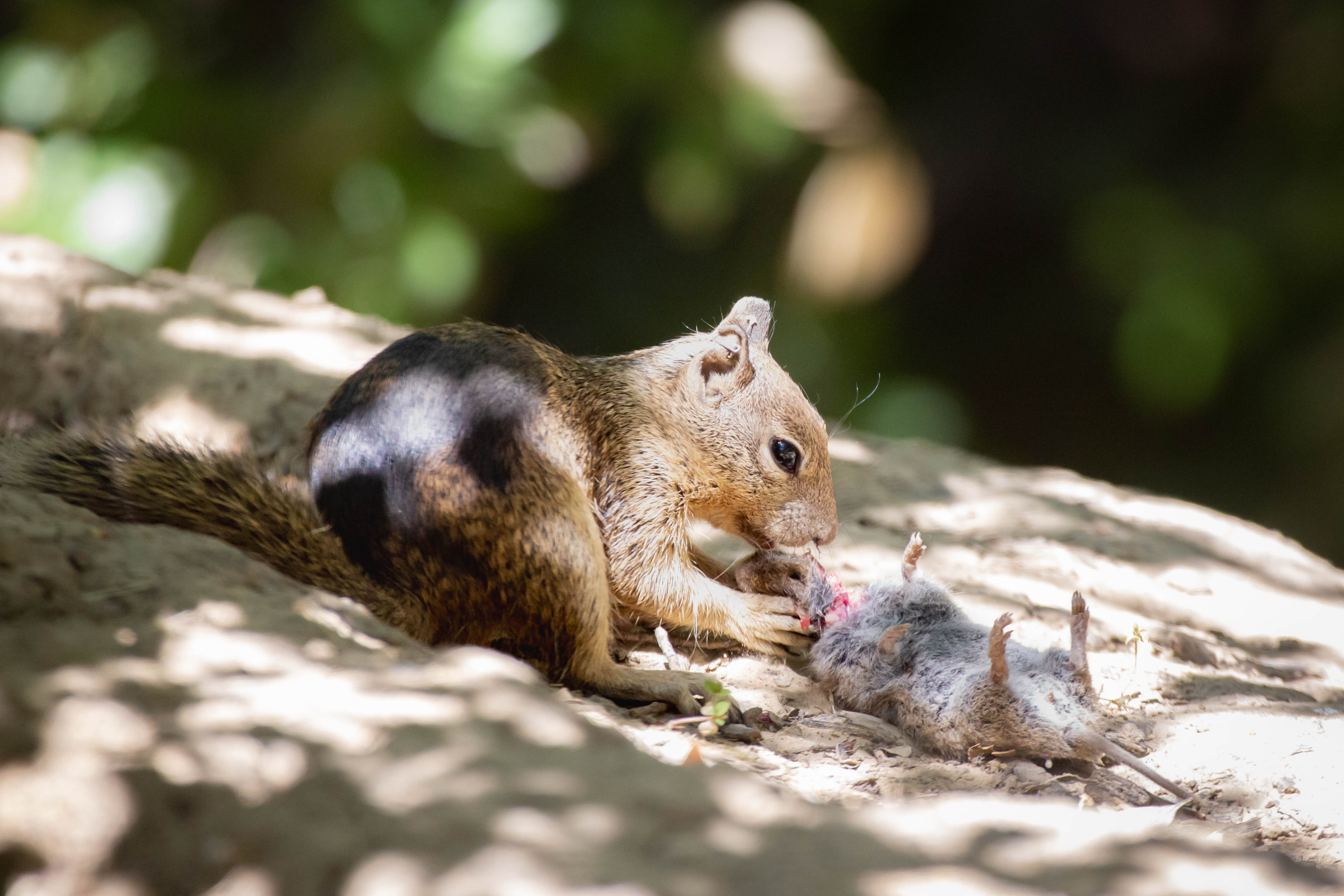 A ground squirrel shown eating a vole outside