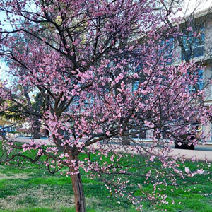 Japanese apricot tree in bloom (purple flowers)