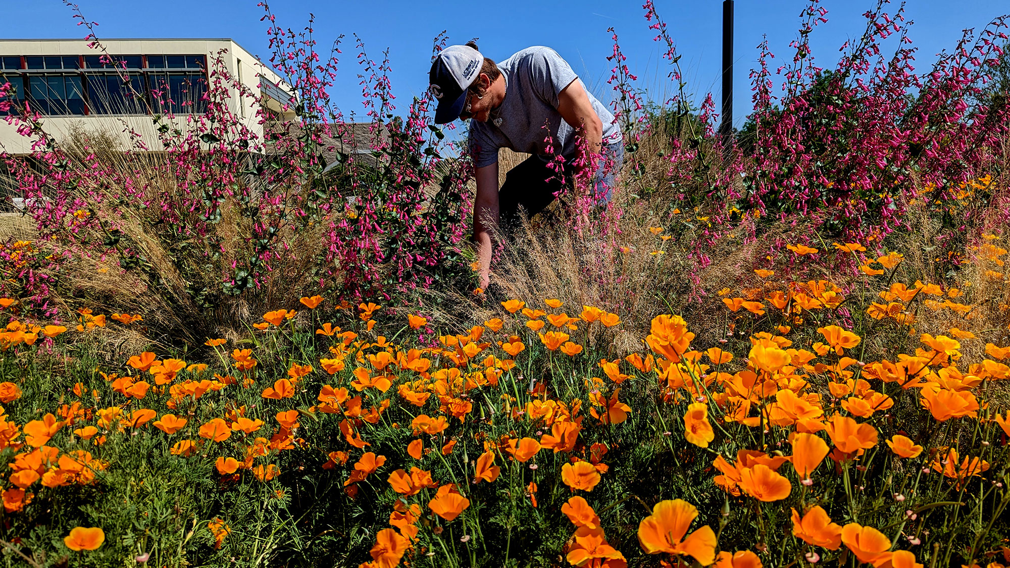 Person wearing a hat kneeling among orange poppies and tall purple flowers near a building