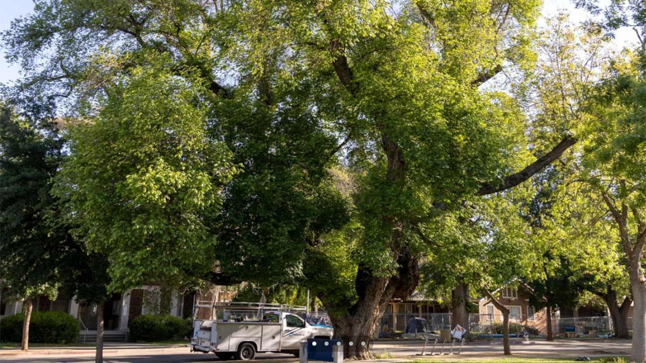 Photo of a European Field Elm