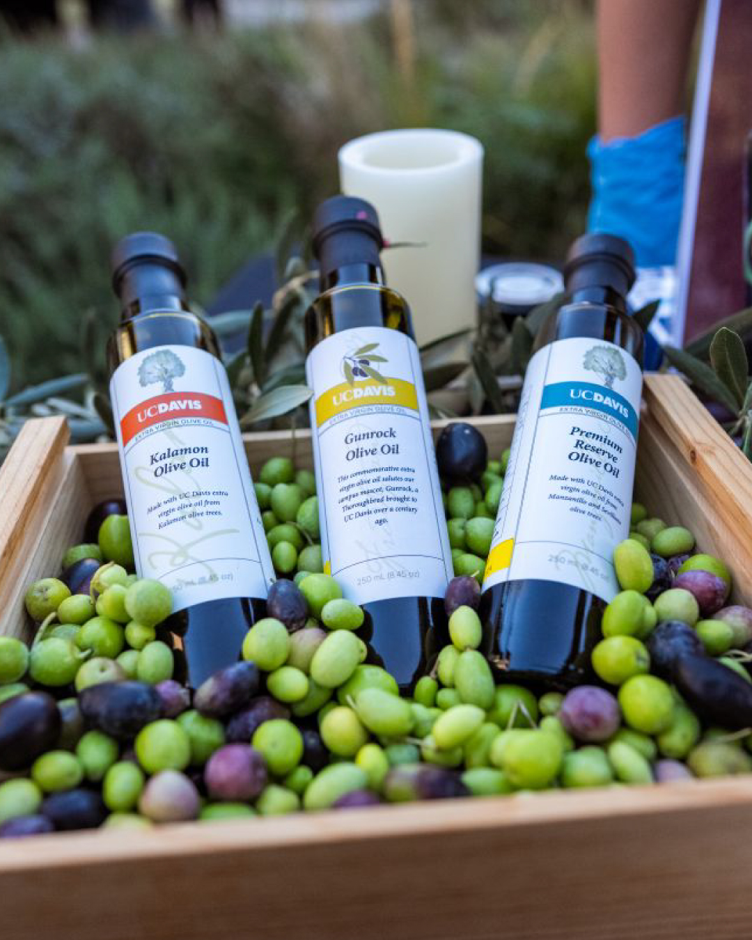 Three bottles of olive oil surrounded by green and black olives in a wooden crate.