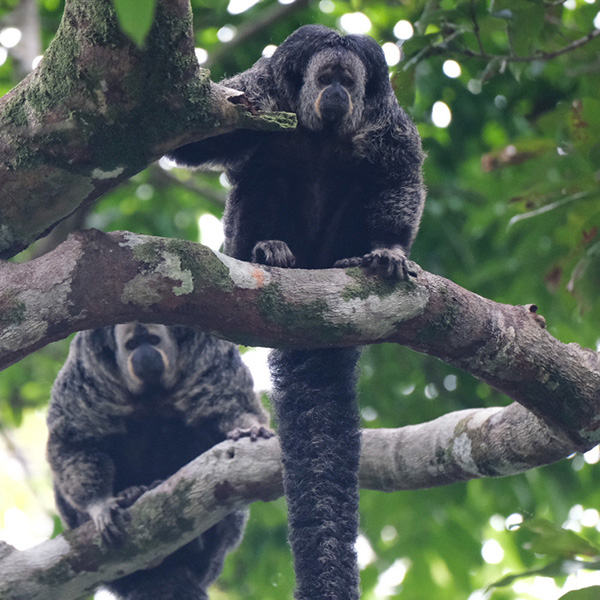 2 monk sakis in a tree