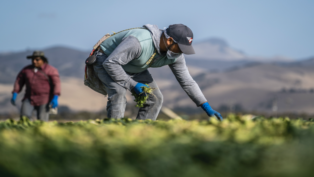 worker in fields