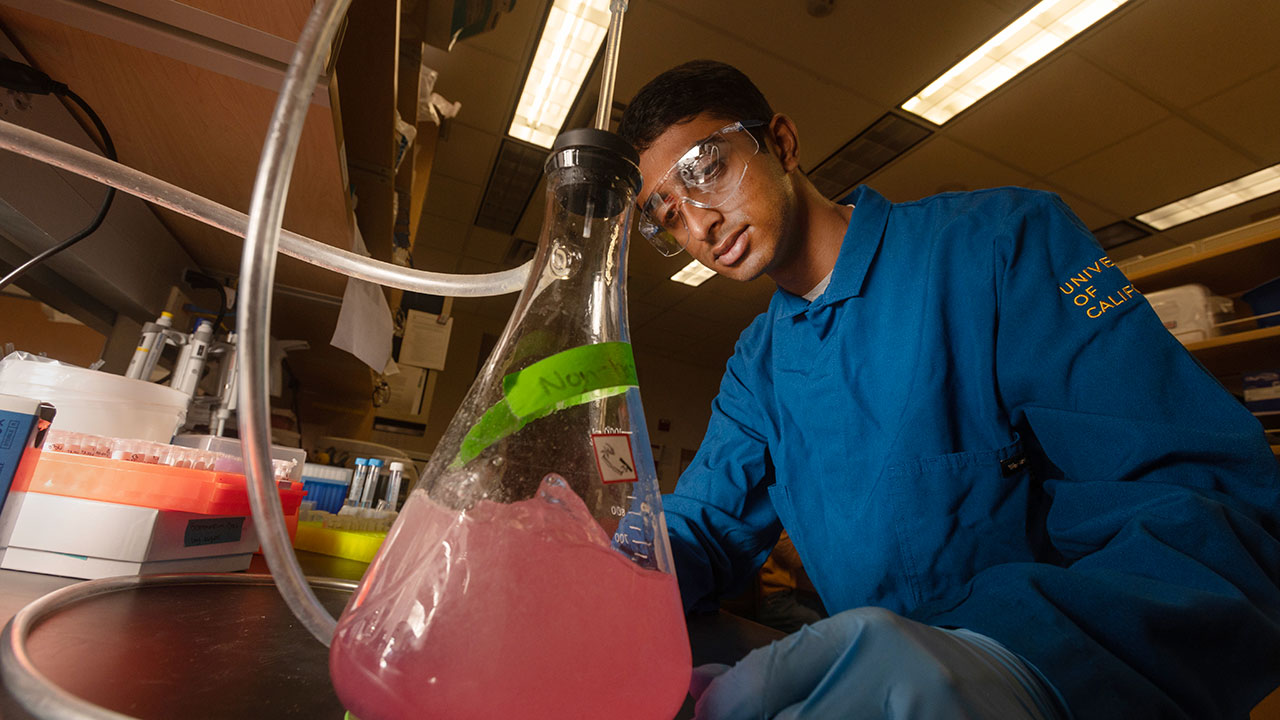 Neeraj Senthil works in a lab at UC Davis.