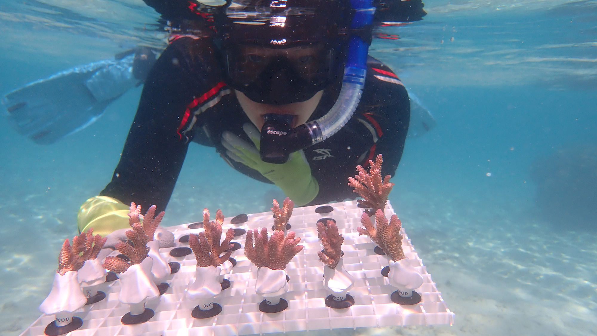 A person in snorkel gear holds small specimens of coral for implanting underwater