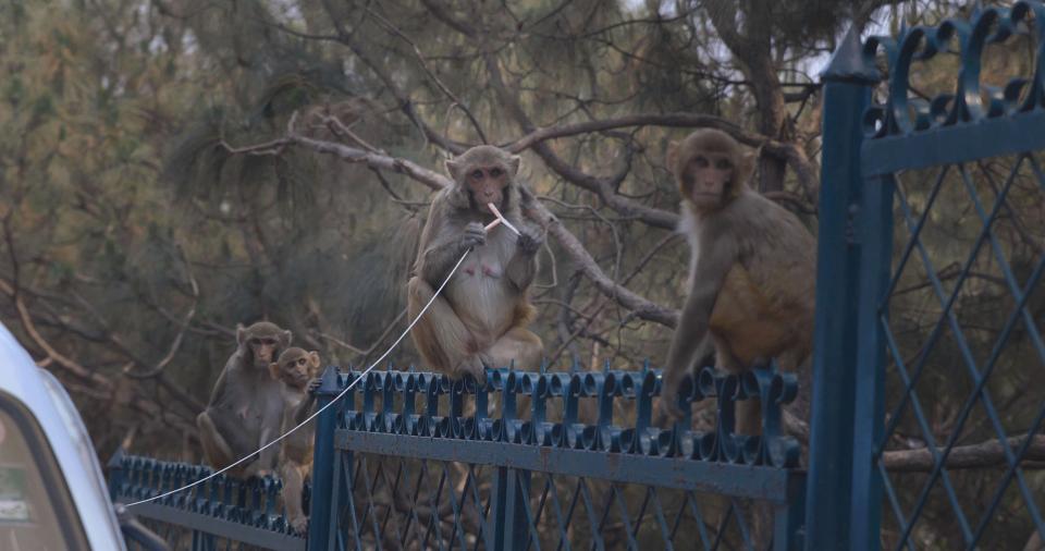 macaque monkeys