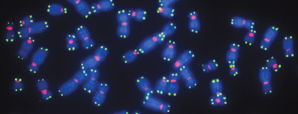 telomeres