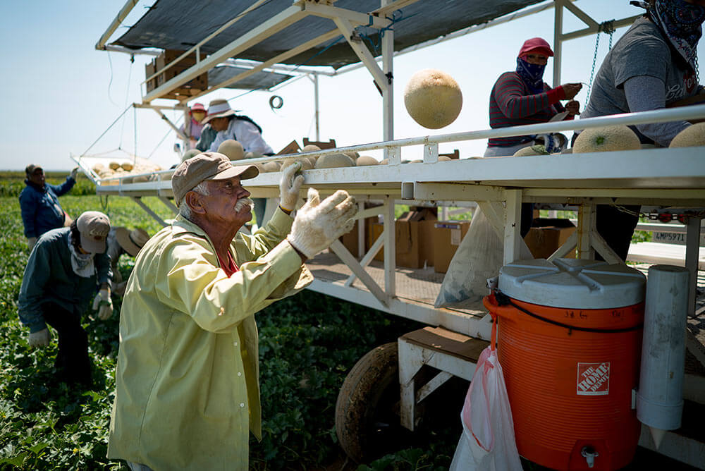 Worker tossing a melon on packing trailer