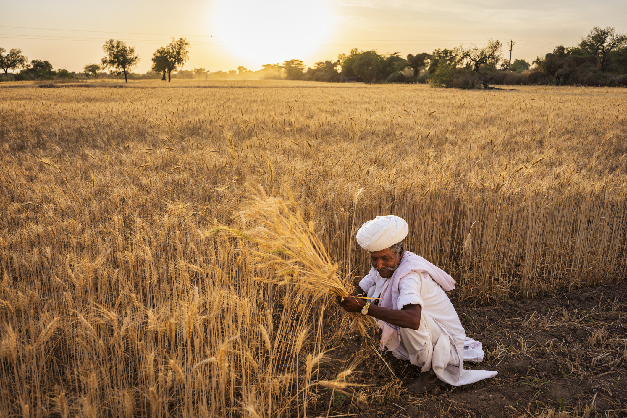 Man in white turban kneeling in golden wheat field at sunset, inspecting stalks