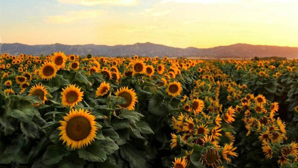 sunflowers in bloom