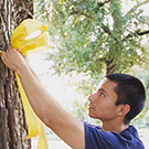 Ariel Herrera ties a ribbon on a tree for Veterans Day.