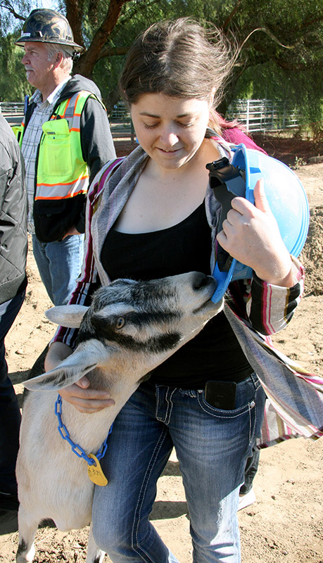 A goat chews on the corner of a hard hat.