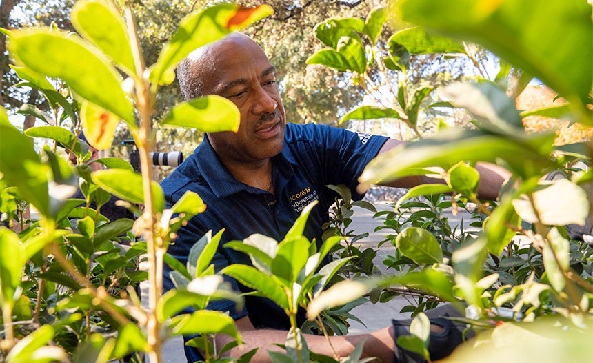 Chancellor Gary S. May trims a shrub.