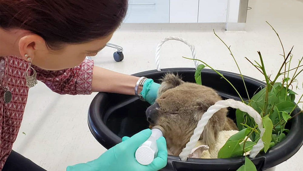 Jamie Peyton treats a koala bear.