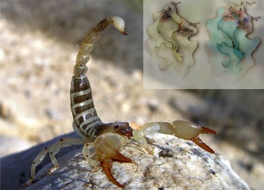 Scorpion with curled tail with inset of two chemical structures of venom compounds embedded in image