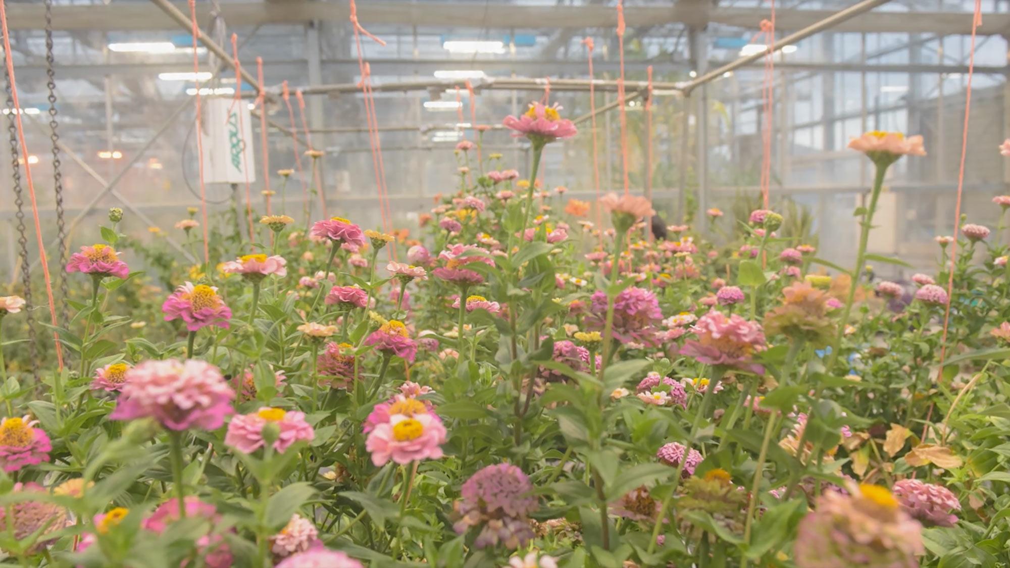 Greenhouse interior with rows of pink and yellow flowering plants