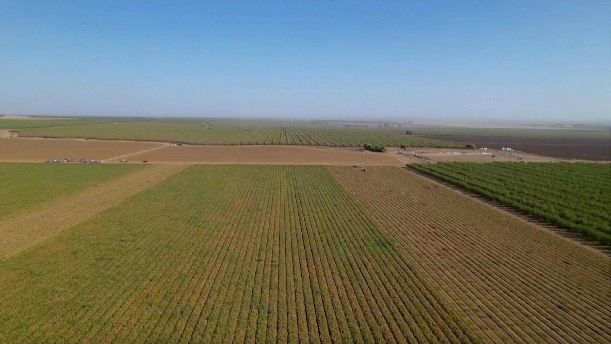 An aerial view of tomato fields in California's central valley