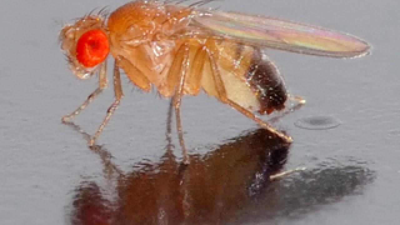 Close-up of Drosophila melanogaster fruit fly