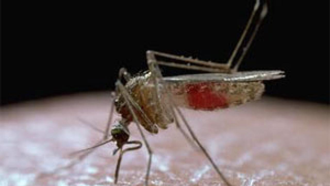 Culex tarsalis mosquito