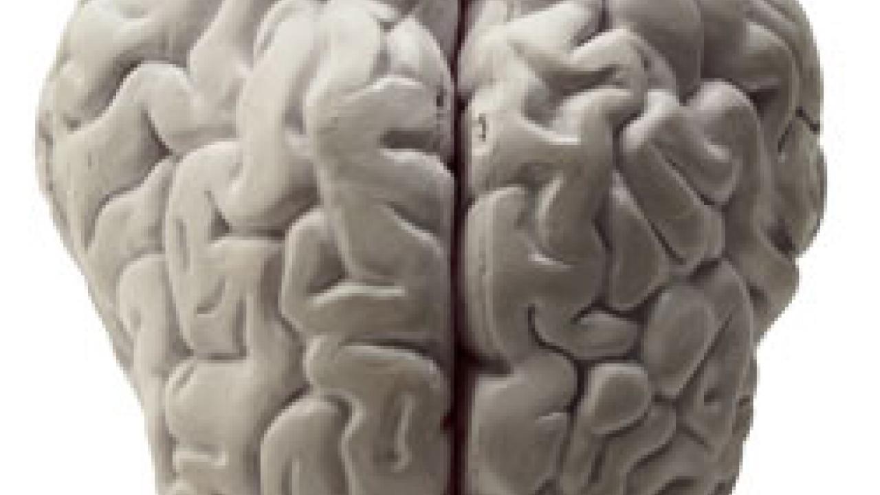 photo: human brain