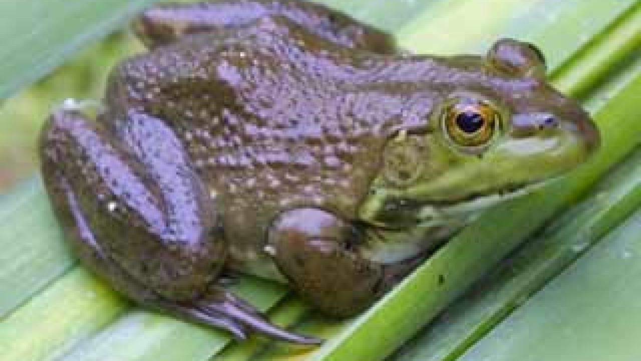 Bullfrog on a plant