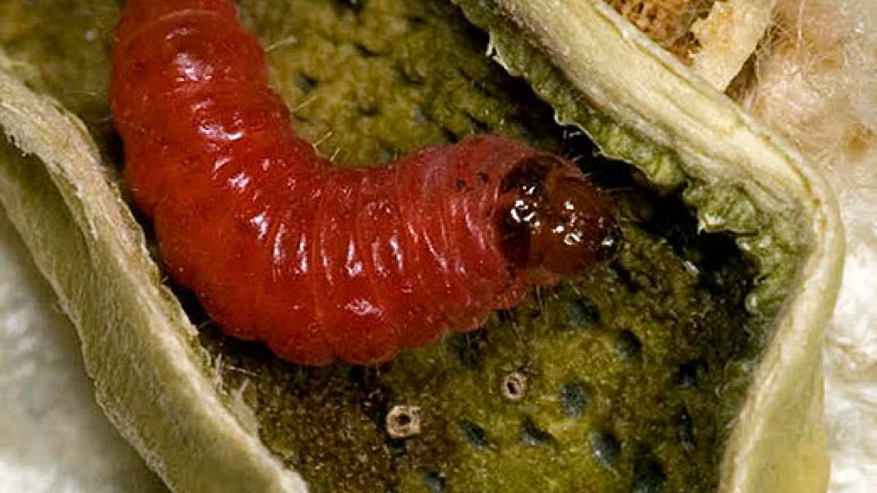 A pink caterpillar inside a cotton boll