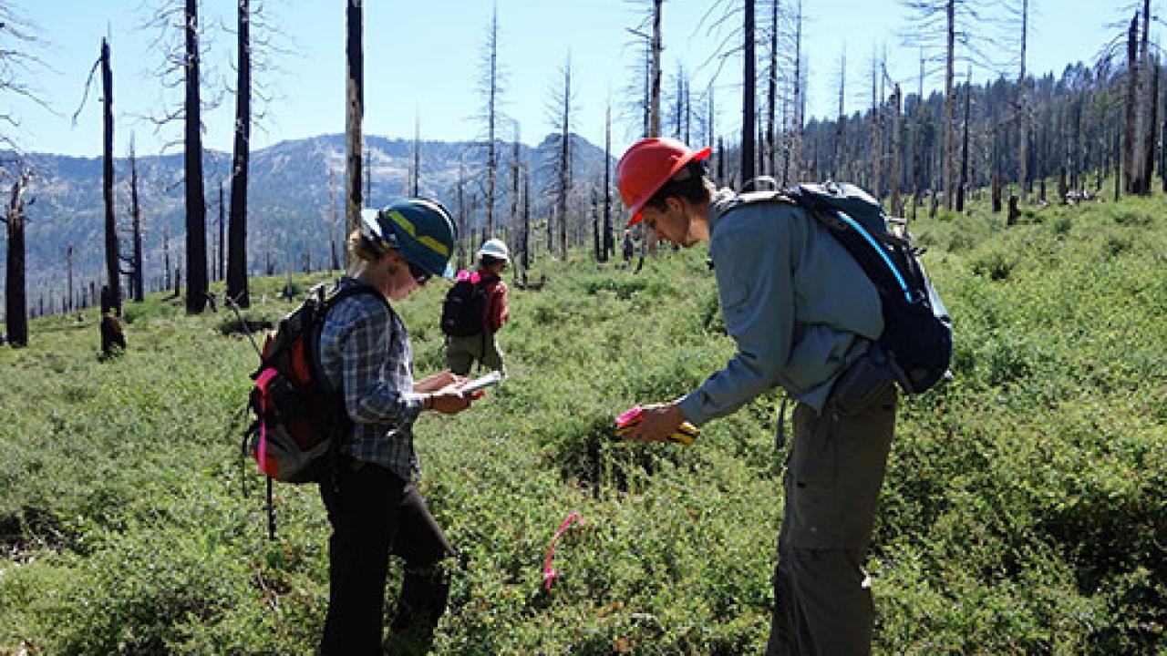 Two people with backpacks out on a hill with burned trees examining the ground