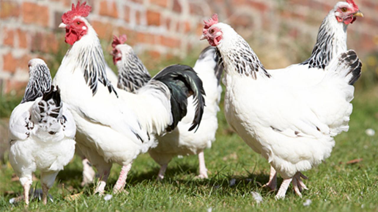 Four chickens on a lawn