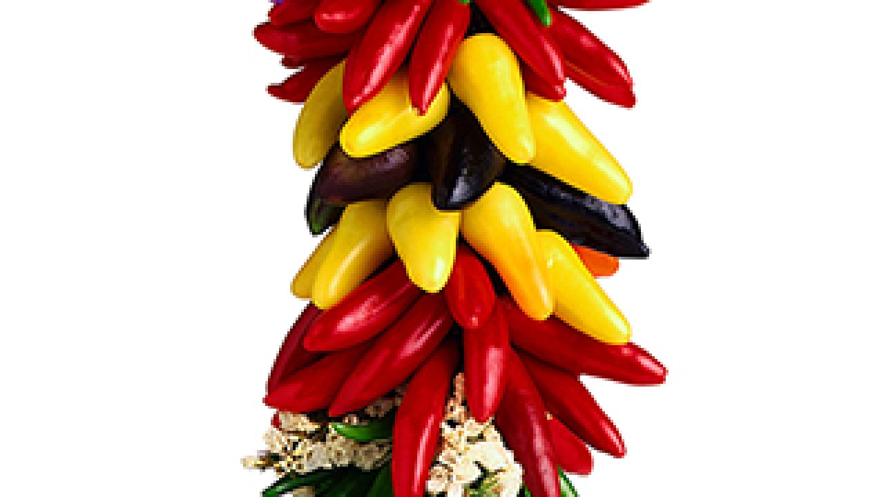 Many colorful chilis in a long bunch