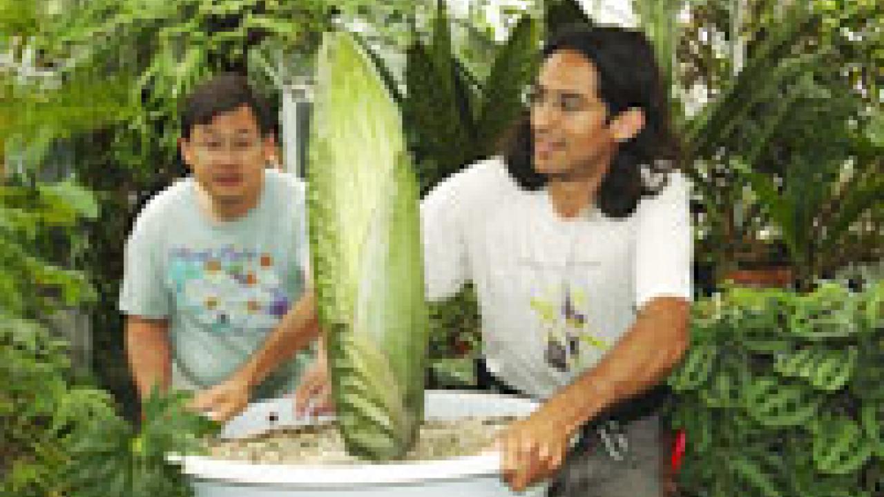 photo of Gary Chan, left, and Ernesto Sandoval of the UC Davis Botanical Conservatory preparing to move the plant Ted the Titan