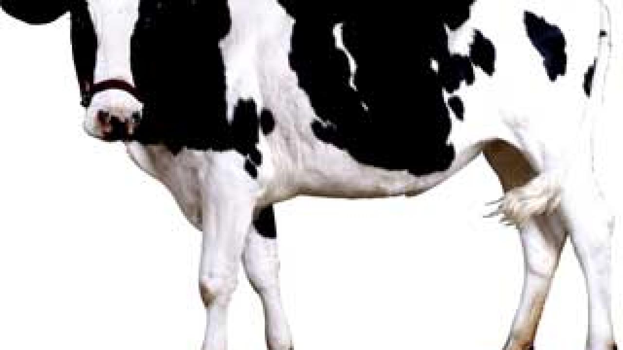 Photo: spotted cow