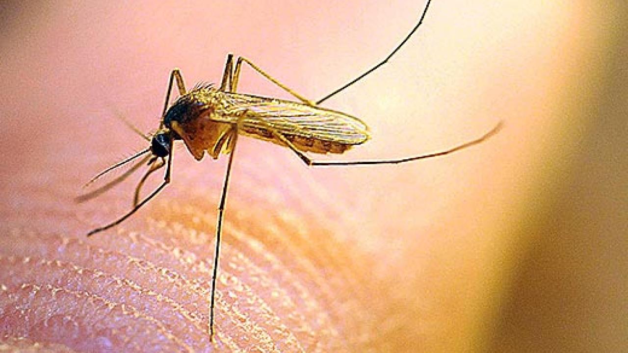 mosquito