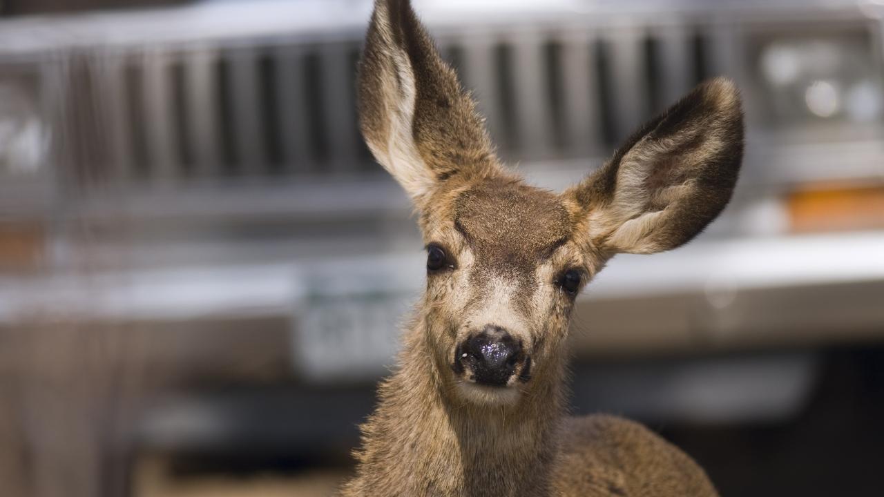 Doomed deer