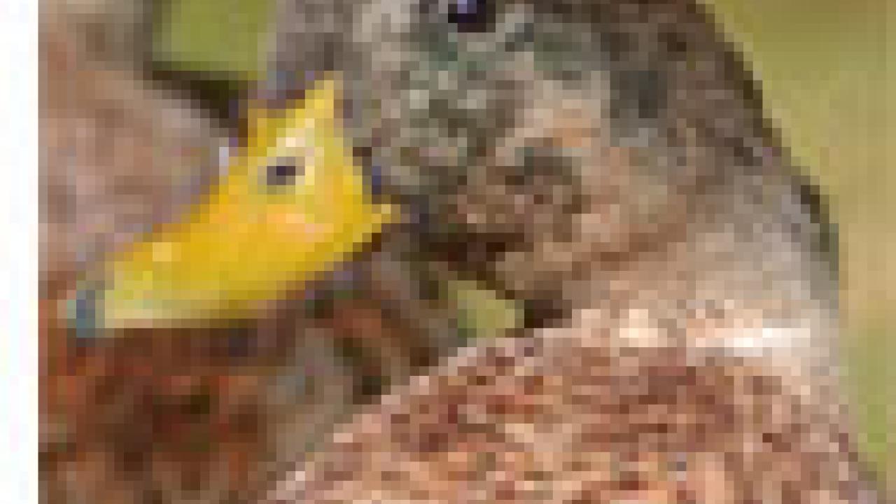 photo: head of duck