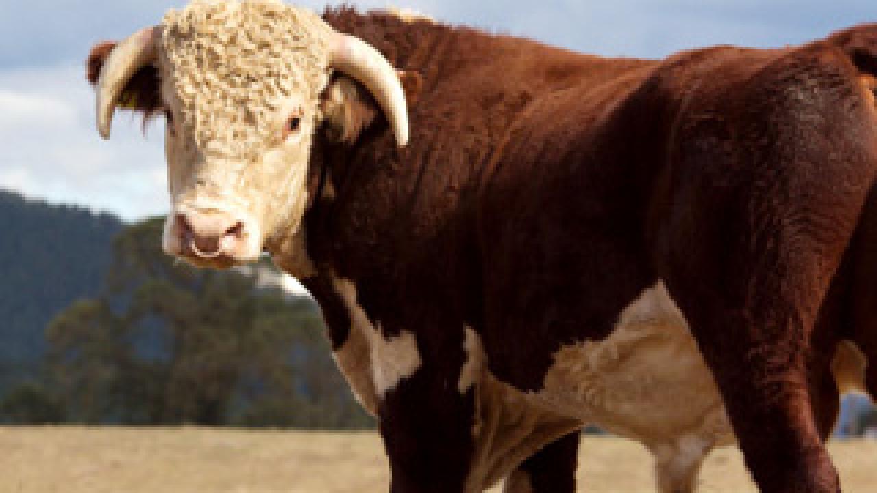 cow