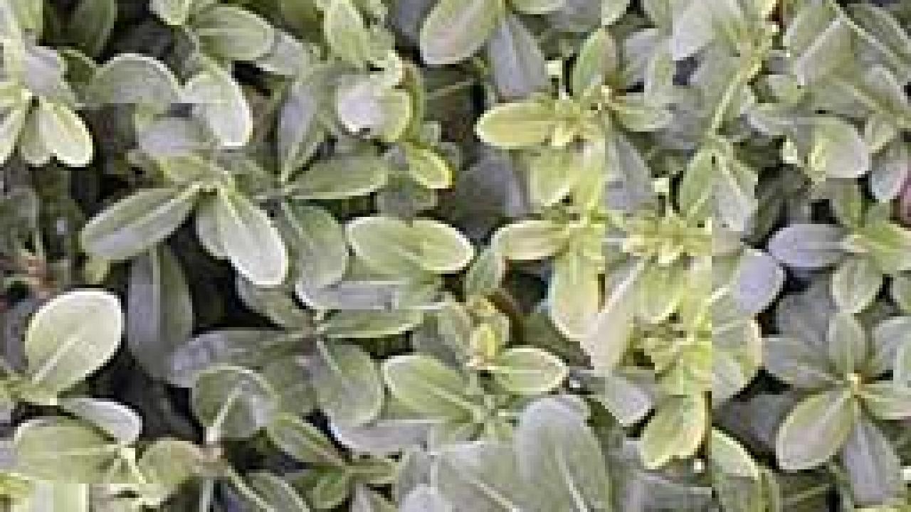 Photo: leafy bush