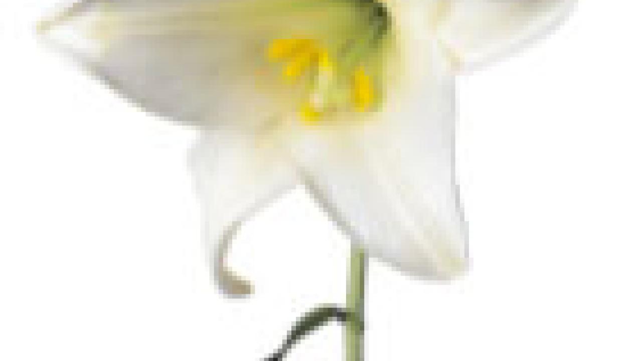 Photo: lily flower