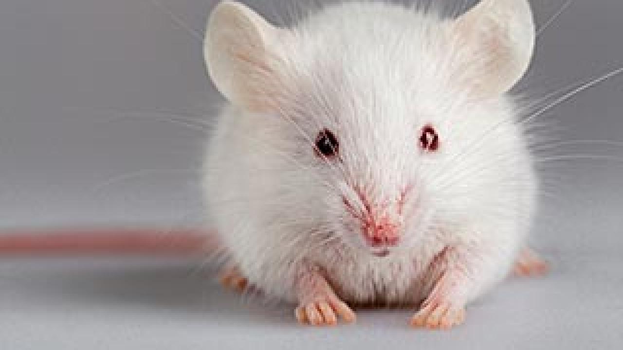 White mouse looking at camera
