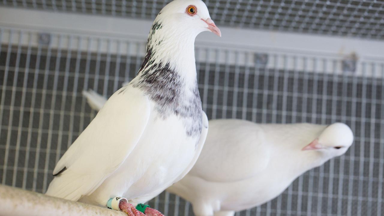 Pigeons
