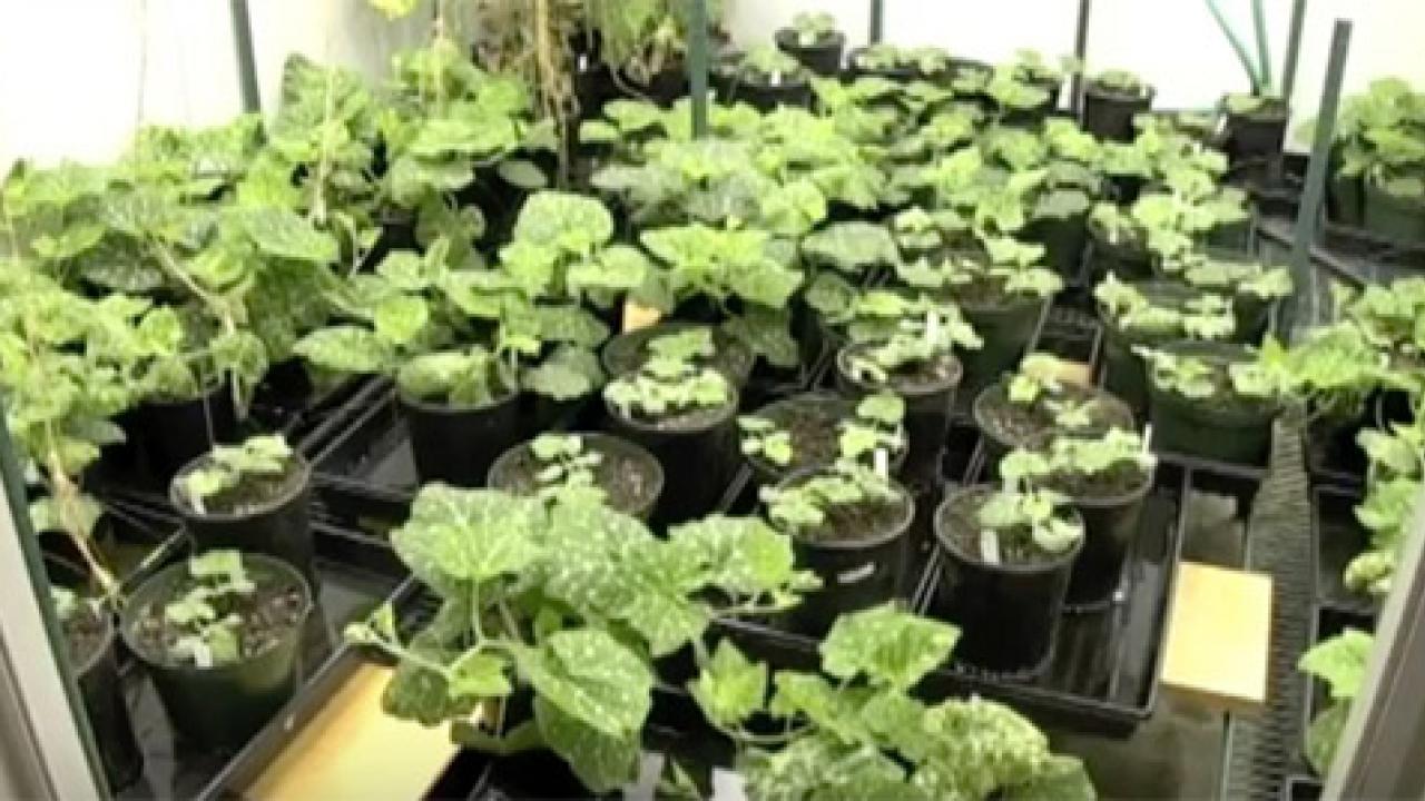 A number of small plants (no pumpkins apparent)
