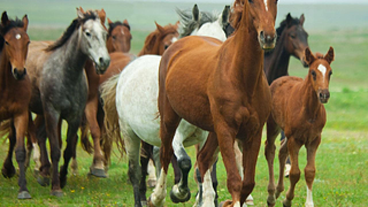 Running horses