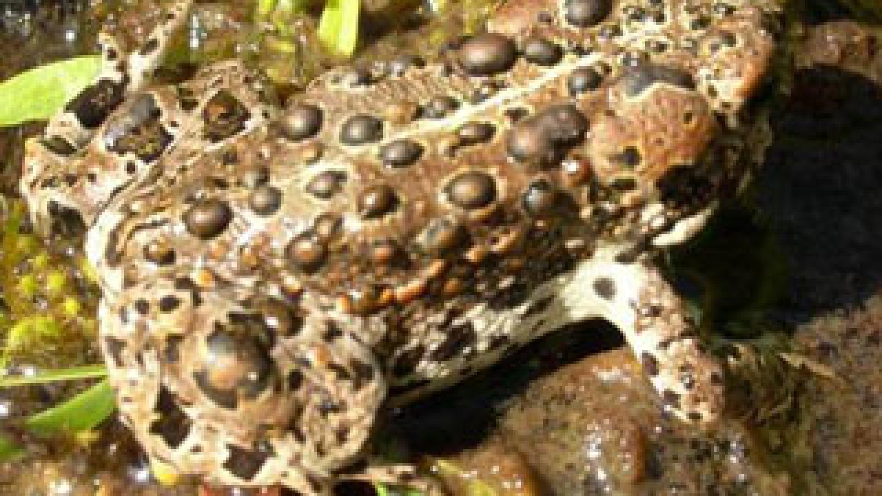 Photo: Sierra toad