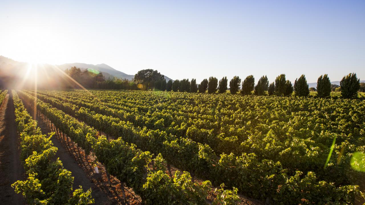 Vineyard at dawn