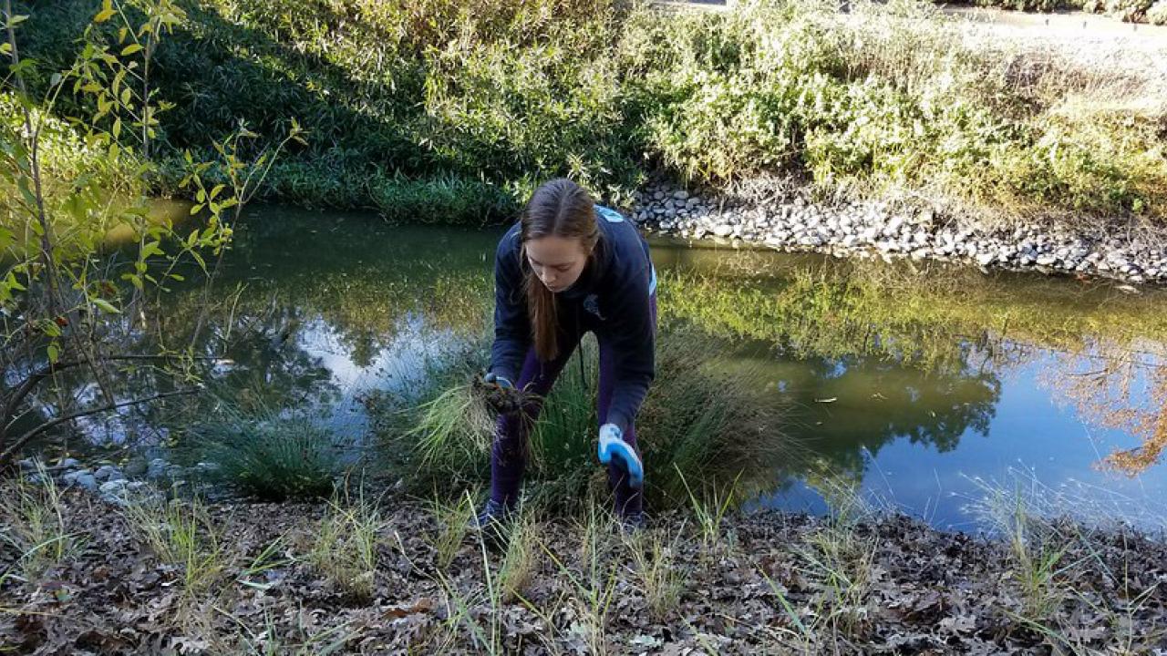 Student plants grasses near waterway.